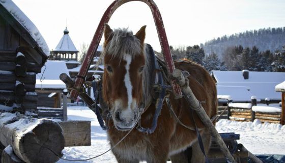 Породи коней: характеристика, фото і опис