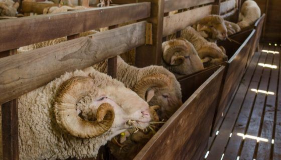Радянський Меринос: опис породи, характеристика