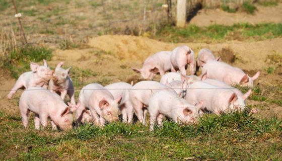 Вирощування свиней на мясо як бізнес: опис