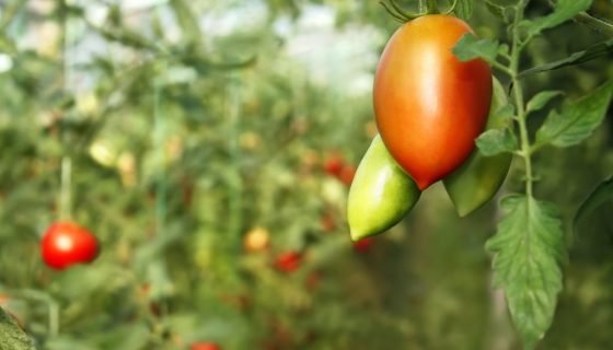 Томат Петруша Огородник: опис сорту, відгуки, фото, характеристика
