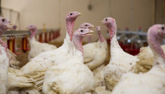 Вирощування індиків на мясо в домашніх умовах