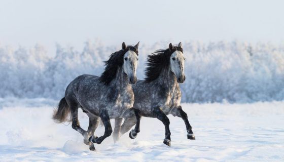 До чого сниться кінь: можливі ситуації, тлумачення