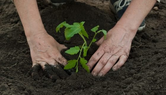 Томат Де Барао Гігант: фото, відгуки, врожайність