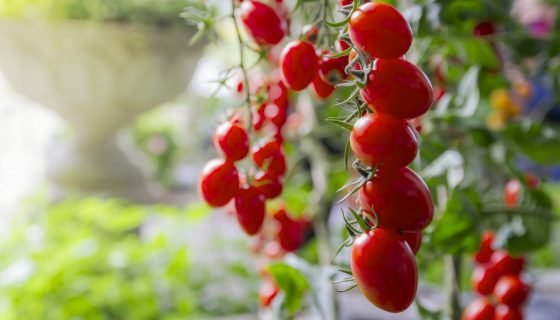 Томат Кімнатний сюрприз: вирощування, відгуки