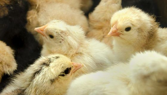 Пронос у курчат бройлерів: як лікувати в домашніх умовах