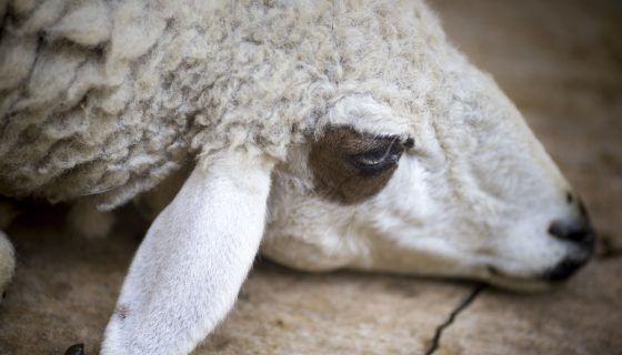 Вівчарство в домашніх умовах: опис