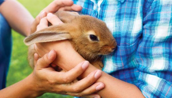Утримання і догляд за кроликами в домашніх умовах