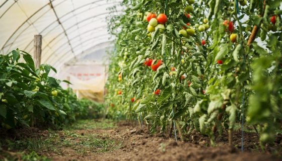 Томати не потребують пасинкування: опис сортів