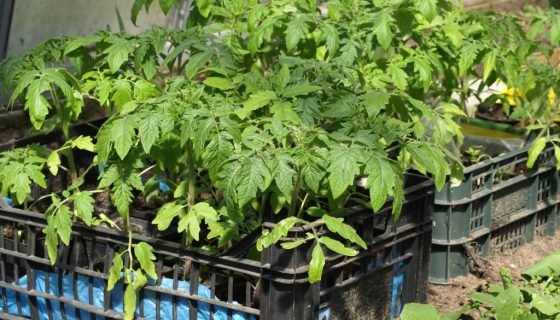 Томат Лінда: опис сорту, характеристики, відгуки, фото