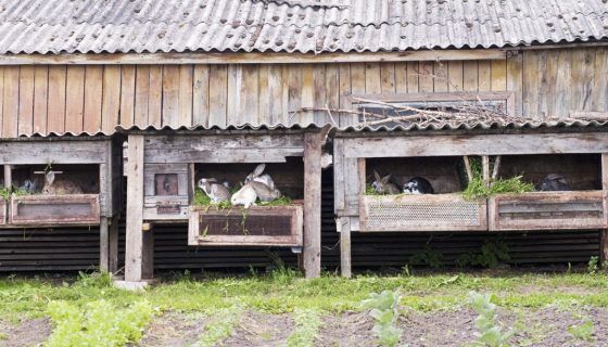 Бізнес план по розведенню кроликів