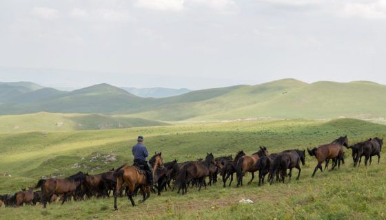 До чого сниться кінь: можливі ситуації, тлумачення