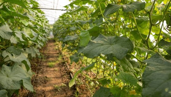 Як виростити огірки взимку в теплиці