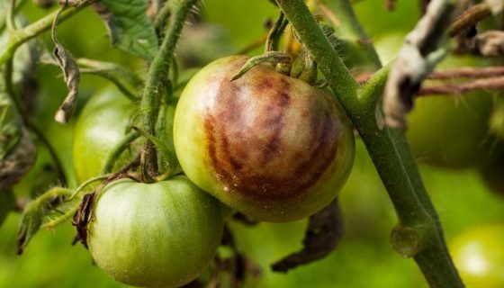 Перекис водню для томатів: полив і обприскування