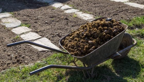 Як підгодовувати і удобрювати гноєм помідори