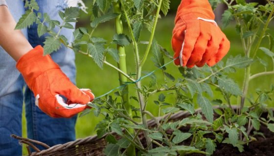 Томат Перцевідние гігант: опис сорту