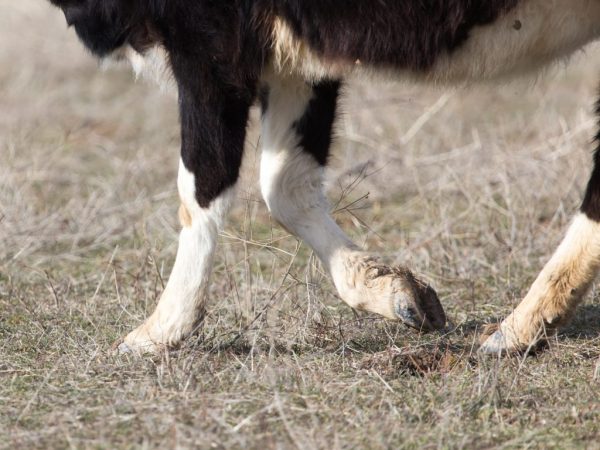 Хвороби суглобів у корів: симптоми і причини, лікування