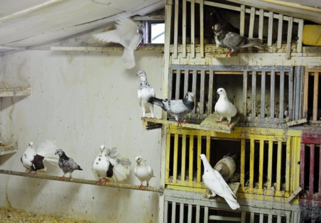 Голубник і гнізда для голубів своїми руками: креслення, фото і відео