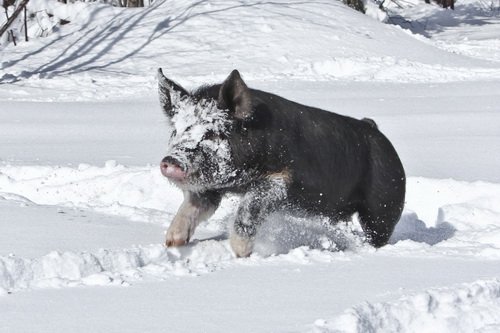 Утримання свиней взимку: на вулиці, в свинарнику, в холодному сараї, температура, годування, догляд