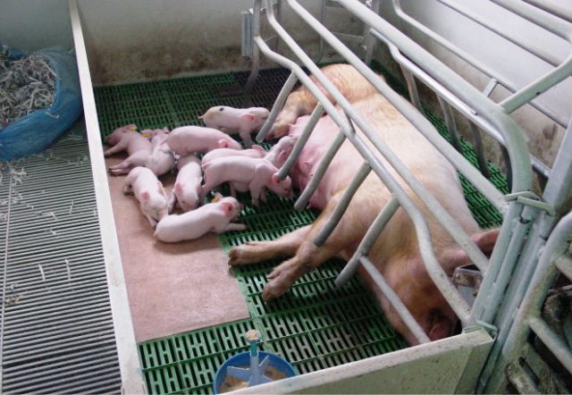 Утримання свиней взимку: на вулиці, в свинарнику, в холодному сараї, температура, годування, догляд