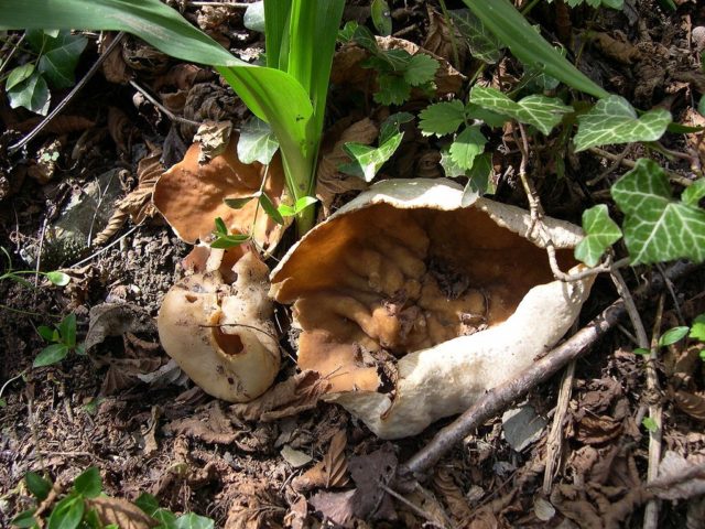 Блюдцевик жилкуватий (Дисцина жилковатая, Disciotis venosa): як виглядає, де і як росте їстівний чи ні, користь і шкода