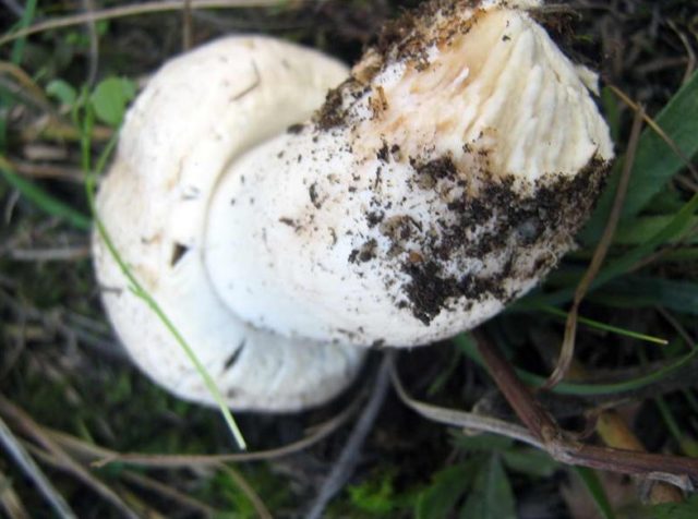 Луговий печериця (звичайний, гриб печериця, Agaricus campestris): як виглядає, види, де і як ростуть, корисні властивості