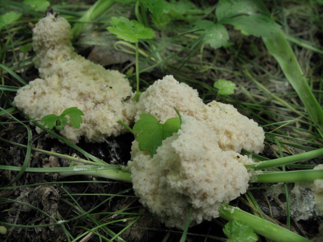 Муцилаго корковий: де росте, як виглядає гриб, можна їсти, опис та фото