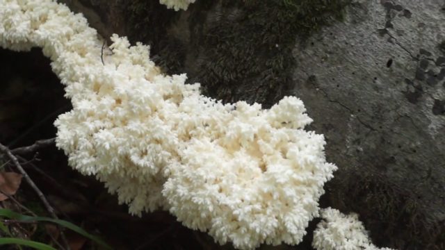 Муцилаго корковий: де росте, як виглядає гриб, можна їсти, опис та фото