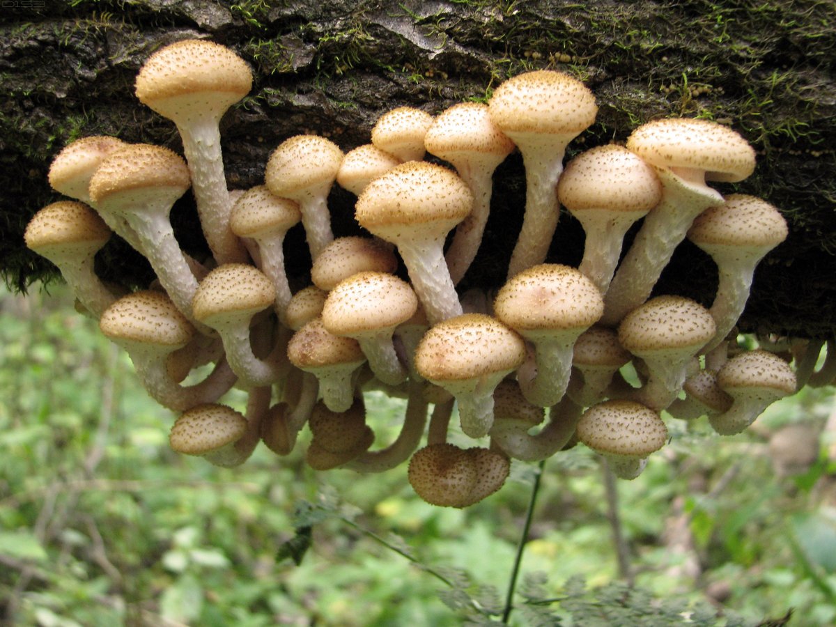 Опята грибы съедобные фото как выглядят