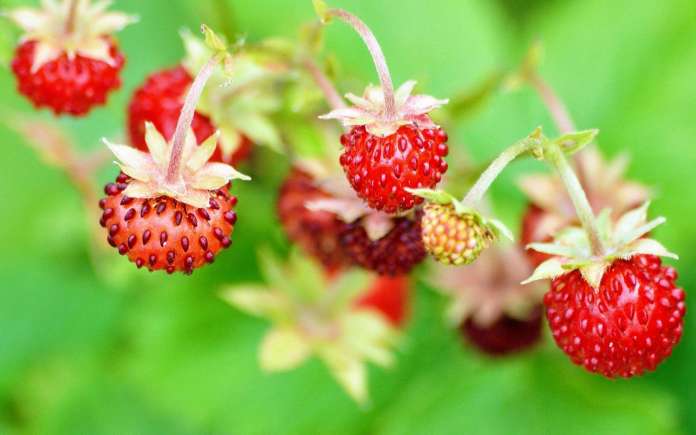Найкорисніша ягода в світі для організму людини   топ 5