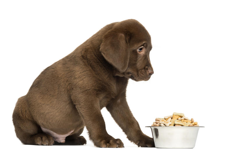 Який корм підходить для собак малих порід?